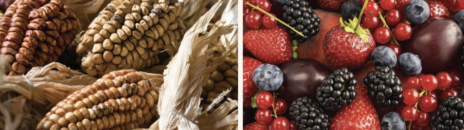 Native Farm to School Resource Guide