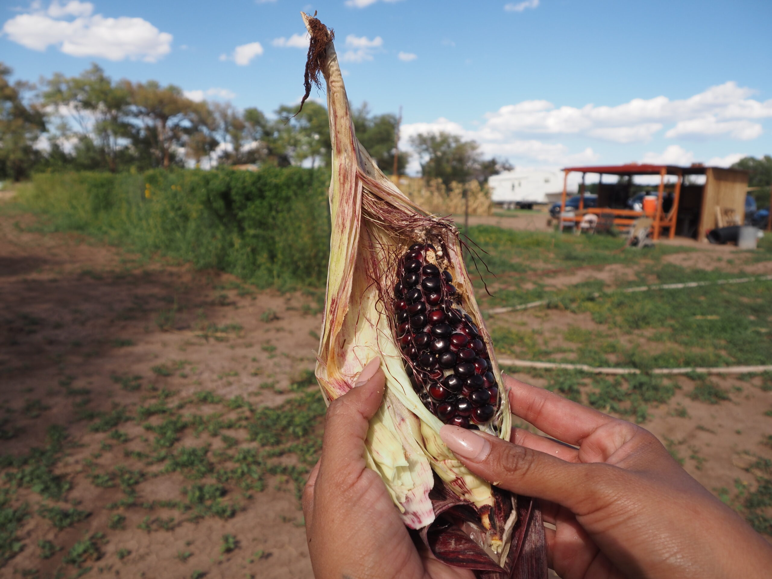🌱 Local Farms & Food Producers